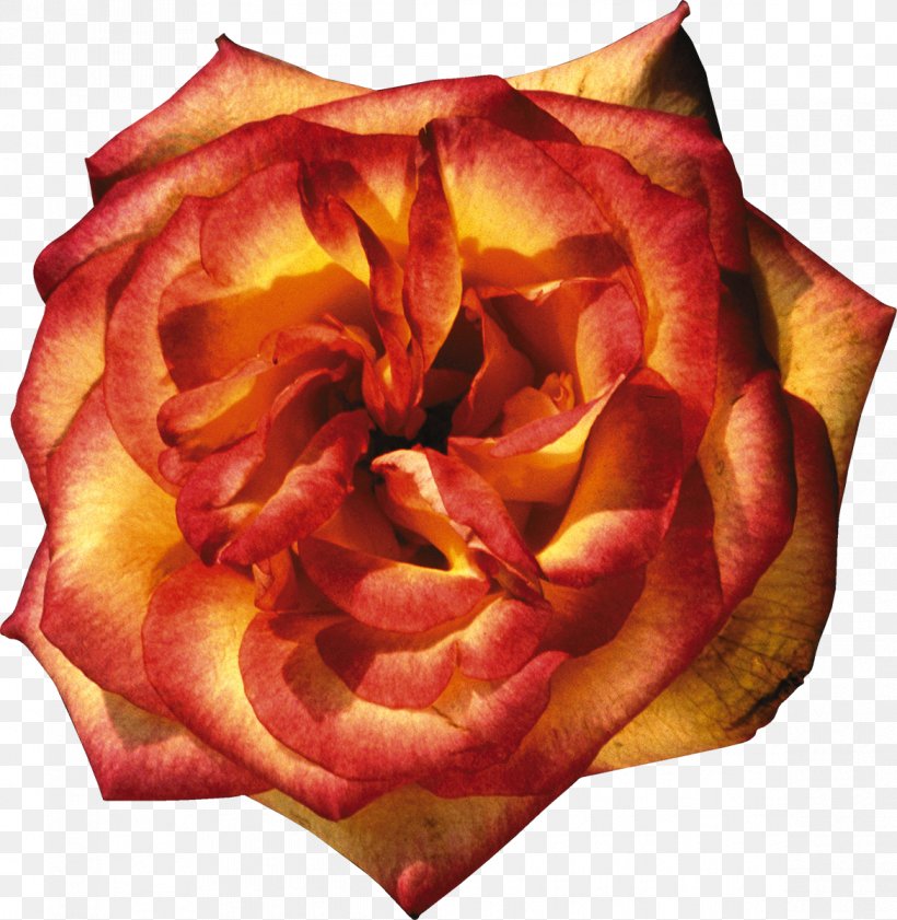 Garden Roses Orange Yellow Clip Art, PNG, 1169x1200px, Garden Roses, Beach Rose, Cut Flowers, Depositfiles, Flower Download Free