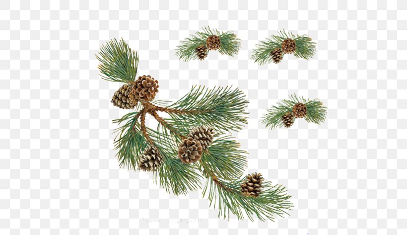 Pine Conifer Cone Christmas, PNG, 598x473px, Pine, Branch, Christmas, Christmas Ornament, Christmas Tree Download Free