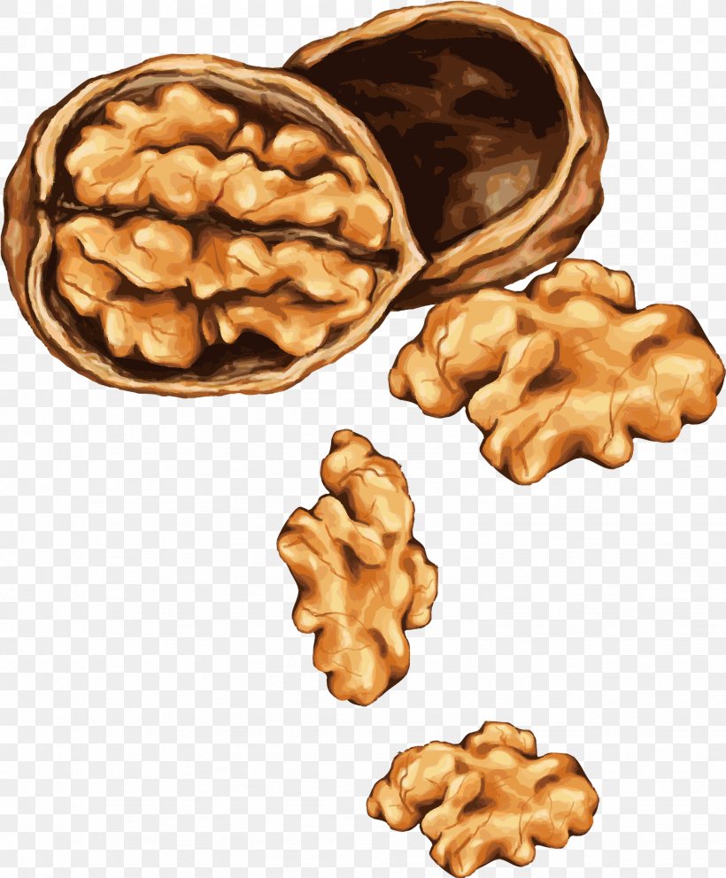 Tree Nut Allergy Drawing Almond, PNG, 1849x2239px, Nut, Acorn, Almond, Corn Nut, Drawing Download Free