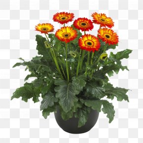 Chrysanthemum - Chrysanthemum Cut Flowers Rose Pentas Lanceolata PNG