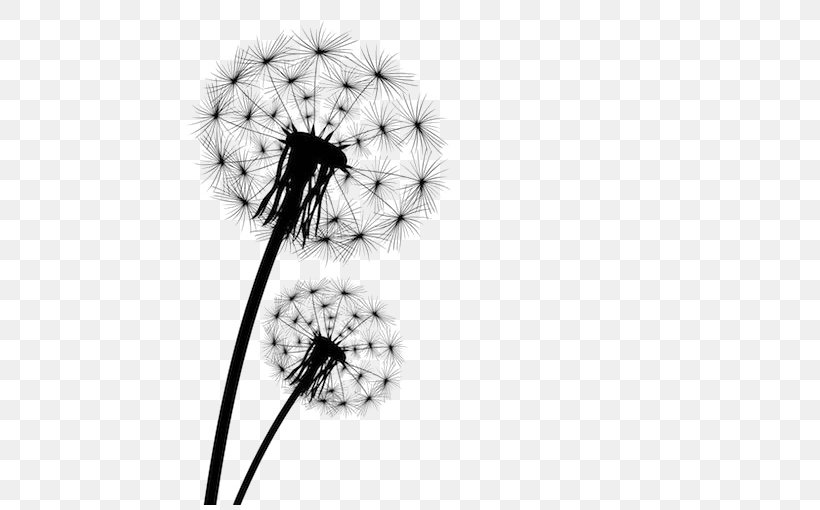 Dandelion Stock Photography Clip Art, PNG, 510x510px, Dandelion, Black And White, Drawing, Flora, Flower Download Free