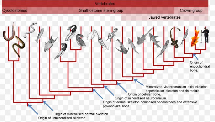 Gnathostomata Hagfish Phylogenetic Tree Phylogenetics Evolution, PNG, 1489x846px, Gnathostomata, Biology, Brand, Cetacea, Chordata Download Free