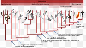 Deeeep Evolution Chart