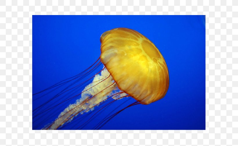 Jellyfish Scyphozoa World Ocean Gastrodermis, PNG, 600x504px, Jellyfish, Aquatic Animal, Aurelia, Blue Jellyfish, Box Jellyfish Download Free