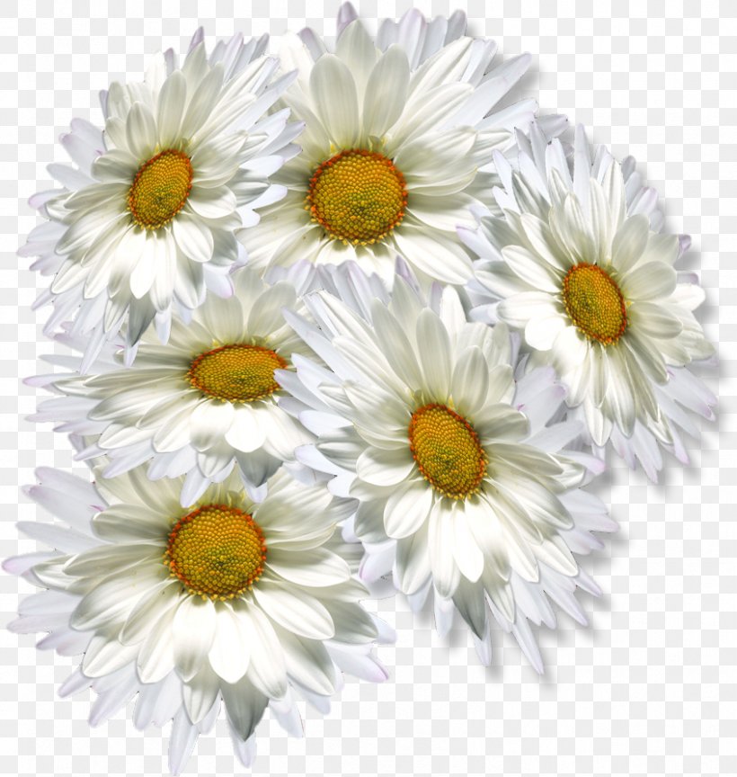 Oxeye Daisy Chrysanthemum Tea Clip Art, PNG, 847x893px, Oxeye Daisy, Annual Plant, Aster, Chamaemelum Nobile, Chrysanthemum Download Free