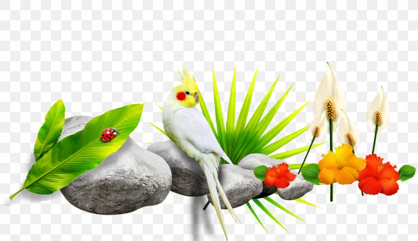 Parrot Download, PNG, 1599x923px, Parrot, Color, Flora, Flower, Fundal Download Free