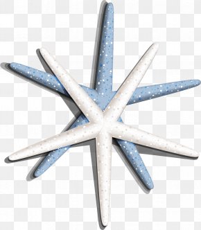 Vector Painted Starfish - Seashell Sea Snail PNG