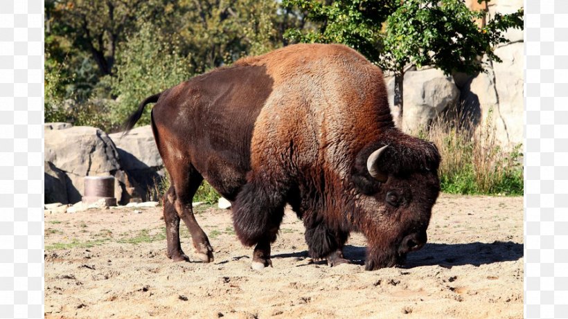 Cattle Yellowstone National Park American Bison Horn Buffalo Meat, PNG, 896x504px, Cattle, American Bison, Animal, Bison, Buffalo Meat Download Free