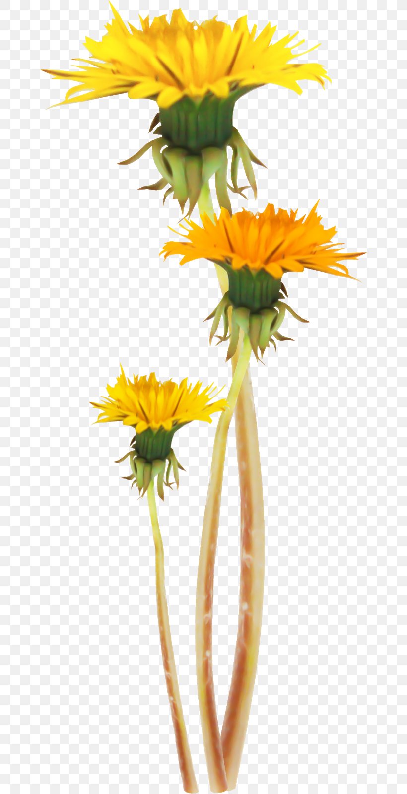 Common Sunflower Dandelion Plant Stem Clip Art, PNG, 660x1600px, Common Sunflower, Daisy, Daisy Family, Dandelion, Flora Download Free