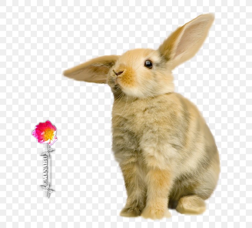 Domestic Rabbit Hare Lionhead Rabbit Californian Rabbit Flemish Giant Rabbit, PNG, 740x740px, Domestic Rabbit, Animal, Californian Rabbit, Cuteness, Easter Bunny Download Free