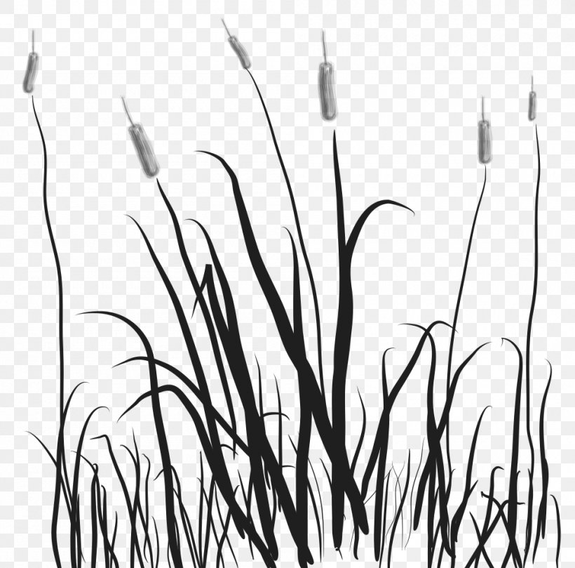 Marsh Cattail Clip Art, PNG, 1000x987px, Marsh, Black And White, Branch, Cattail, Drawing Download Free
