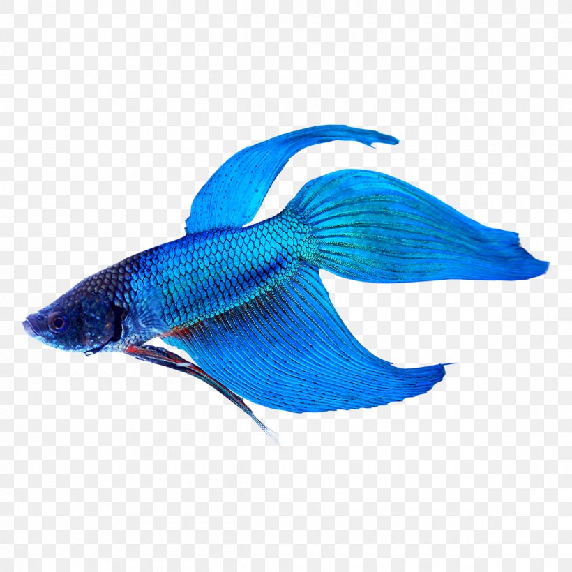 Siamese Fighting Fish Veiltail Tropical Fish Aquarium, PNG, 1200x1200px, Siamese Fighting Fish, Animal, Aquarium, Betta, Blue Download Free