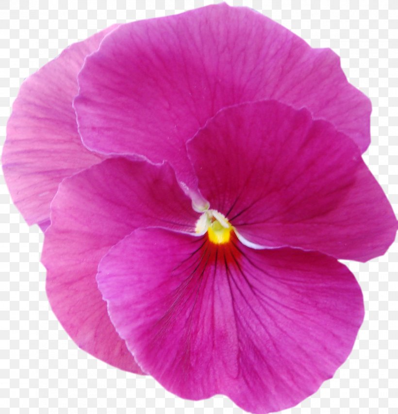 Violet Pansy Mallows Plant Lilac, PNG, 1403x1461px, Violet, Annual Plant, Family, Flower, Flowering Plant Download Free