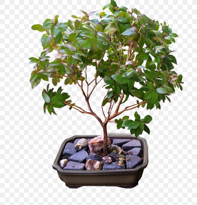 Weeping Fig Ficus Retusa Ficus Microcarpa Buxus Microphylla Bonsai, PNG, 1232x1280px, Weeping Fig, Bonsai, Box, Buxus Microphylla, Carmona Retusa Download Free