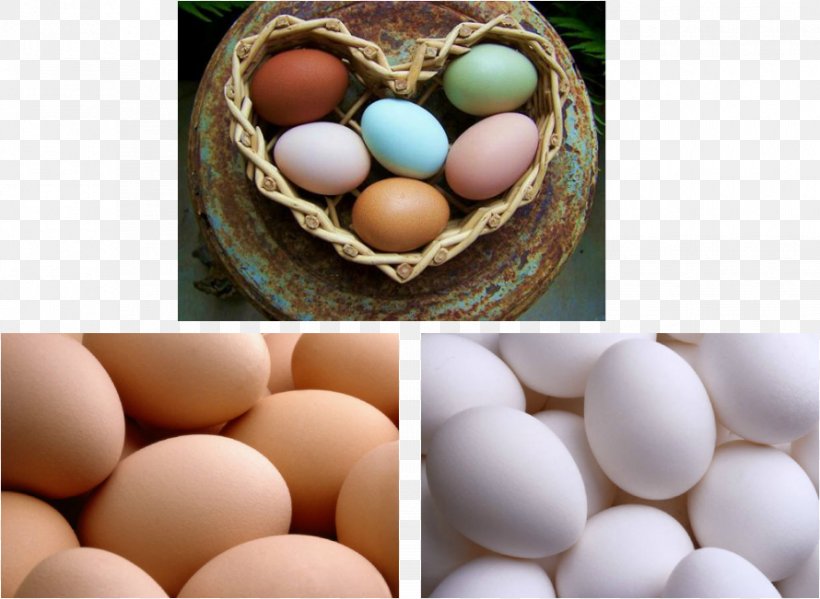 Araucana Marans Egg Chicken Coop Hen, PNG, 890x651px, Araucana, Bluegreen, Chicken, Chicken Coop, Color Download Free