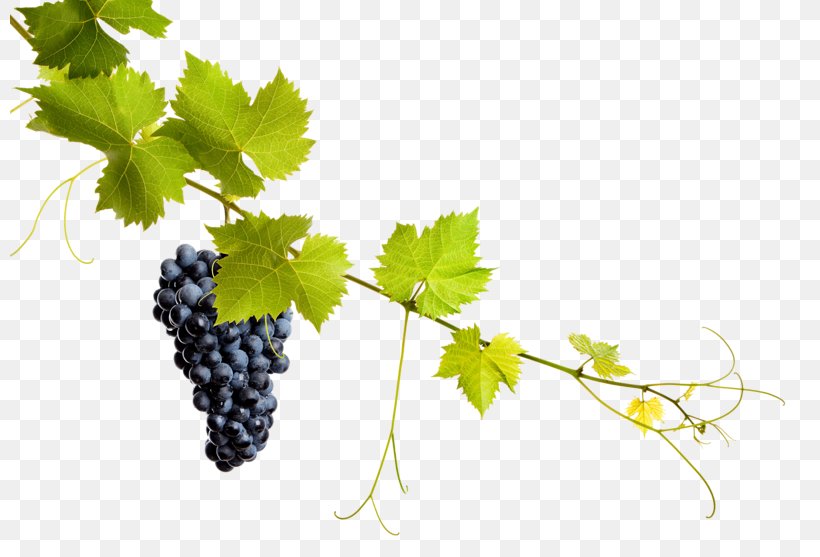 Common Grape Vine Grape Leaves Wine, PNG, 800x557px, Common Grape Vine, Branch, Flowering Plant, Food, Fruit Download Free