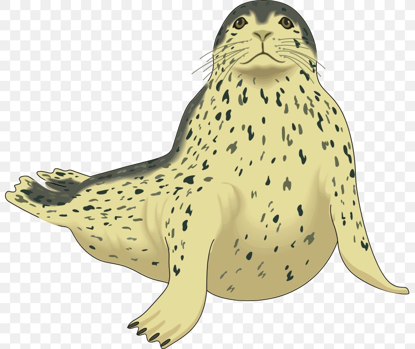 Harp Seal Pinniped Harbor Seal Clip Art, PNG, 800x691px, Harp Seal, Amphibian, Carnivoran, Drawing, Elephant Seal Download Free