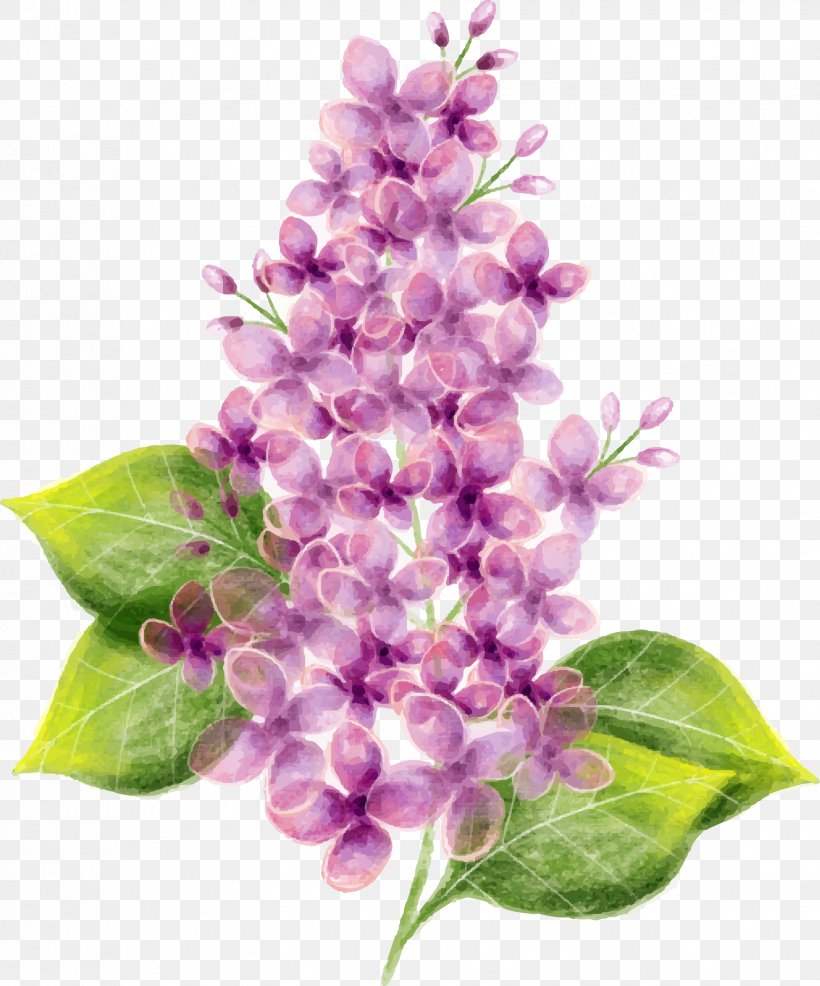 Lilac Flower Watercolor Painting, PNG, 1728x2078px, Lilac, Branch, Cut Flowers, Floral Design, Flower Download Free