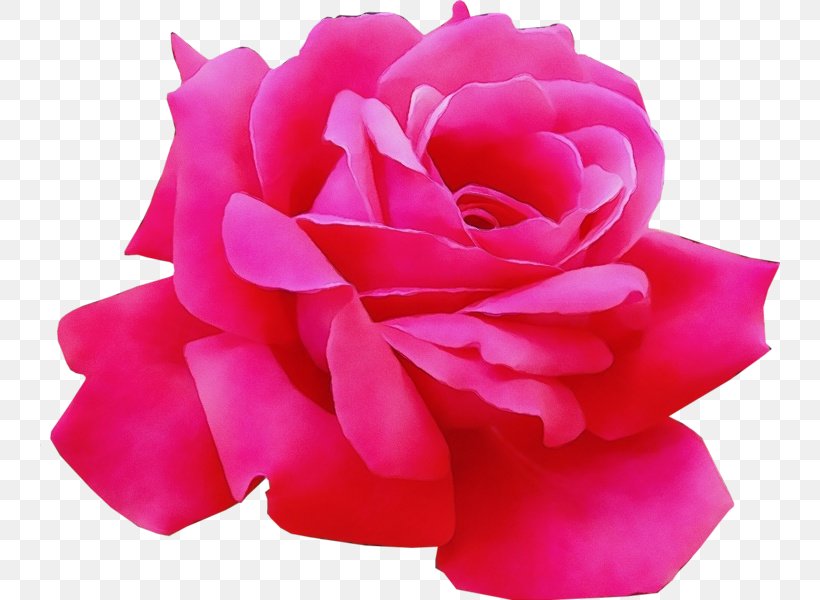 Pink Flower Cartoon, PNG, 740x600px, Rose, Artificial Flower, Camellia, Cut Flowers, Floribunda Download Free