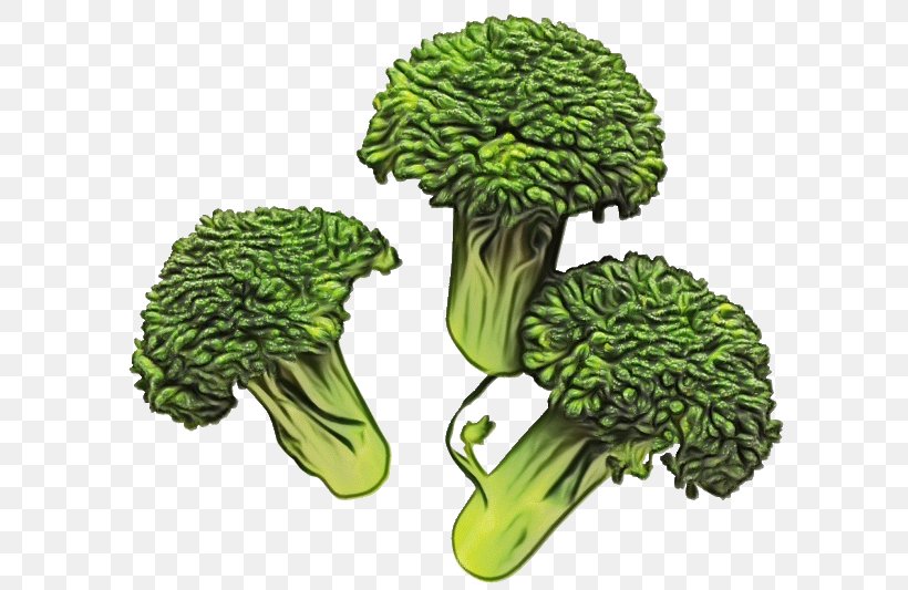 Broccoli Leaf Vegetable Cruciferous Vegetables Vegetable Plant, PNG, 600x533px, Watercolor, Broccoli, Cabbage, Cruciferous Vegetables, Flower Download Free