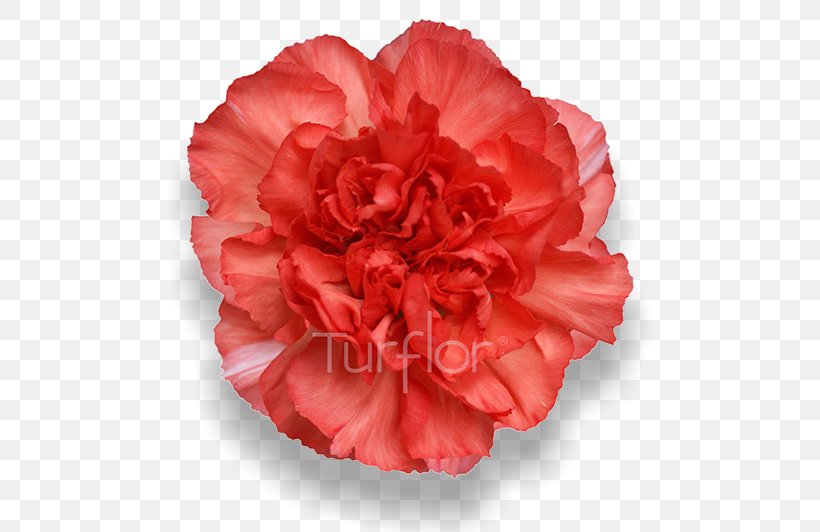 Carnation Peach Cut Flowers Pink, PNG, 652x532px, Carnation, Camellia, Centifolia Roses, Cut Flowers, Dianthus Download Free