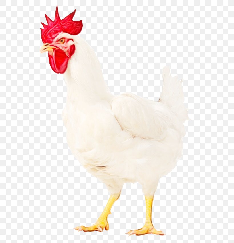 Chicken Bird Rooster White Comb, PNG, 627x849px, Watercolor, Beak, Bird, Chicken, Comb Download Free