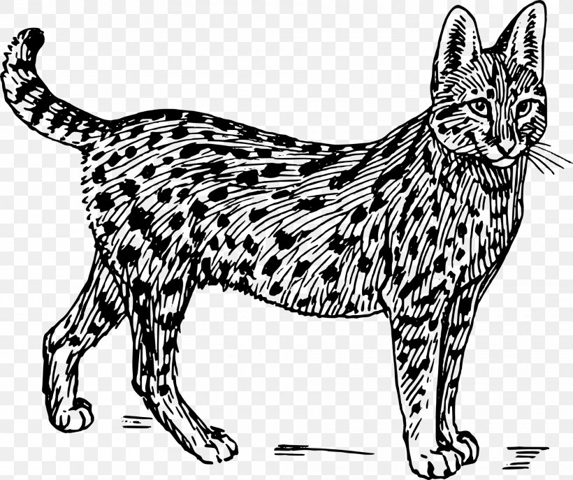 Savannah Cat Wildcat Serval Felidae Clip Art, PNG, 1920x1610px, Savannah Cat, Artwork, Asian, Big Cat, Black Download Free