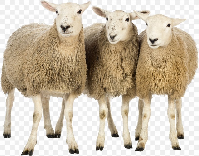 Sheep Production And Marketing Clip Art, PNG, 2905x2282px, Sheep, Clipping Path, Cow Goat Family, Fur, Goat Antelope Download Free