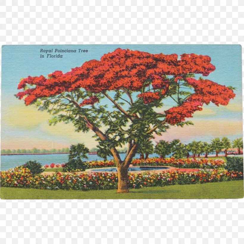 Tree Royal Poinciana Post Cards Mount Conner Miami, PNG, 865x865px, Tree, Arecaceae, Etsy, Flora, Florida Download Free