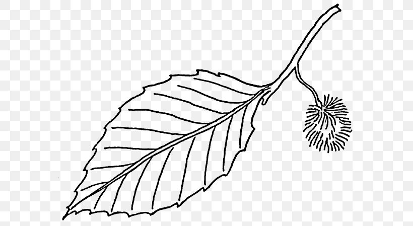 Beech Leaf Tree Clip Art, PNG, 600x449px, Beech, Artwork, Bark, Black And White, Botany Download Free