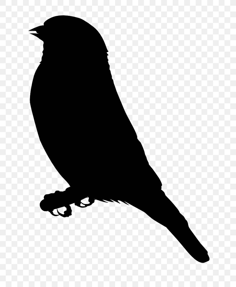 Finch Drawing Clip Art, PNG, 730x1000px, Finch, Beak, Bird, Black And White, Drawing Download Free