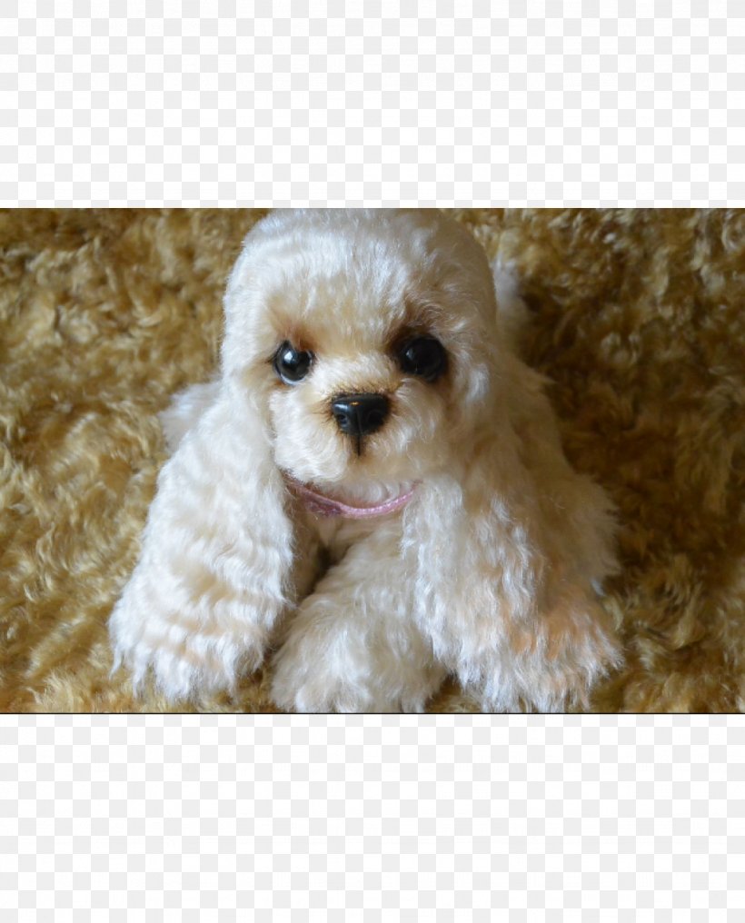 Miniature Poodle Toy Poodle Cockapoo Maltese Dog Schnoodle, PNG, 1024x1269px, Miniature Poodle, Carnivoran, Cavachon, Cavapoo, Cockapoo Download Free