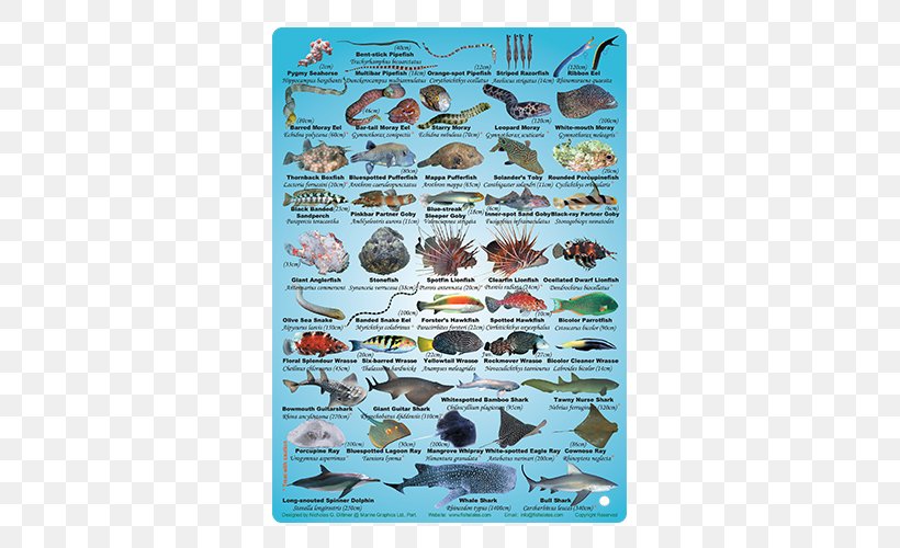 Poster Fauna Organism Fish Slate Magazine, PNG, 540x500px, Poster, Fauna, Fish, Organism, Slate Magazine Download Free