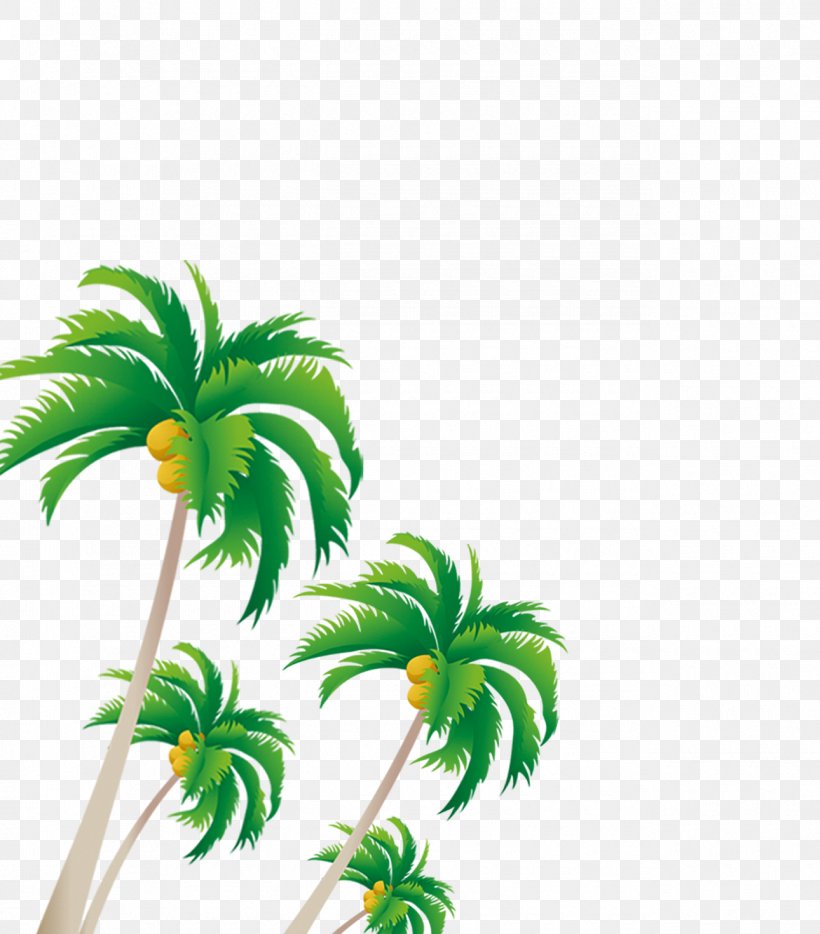 Arecaceae Coconut Tree, PNG, 1290x1470px, Arecaceae, Animation, Arecales, Branch, Cartoon Download Free