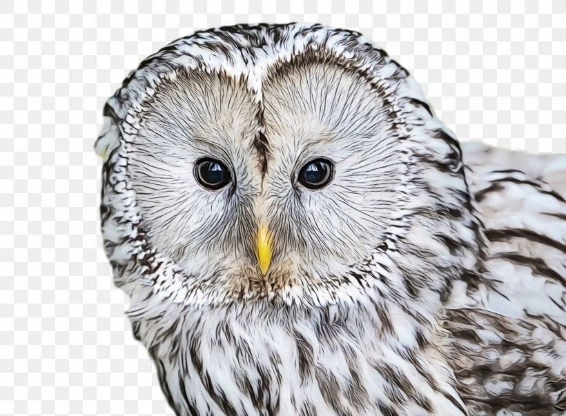 Great Grey Owl Owls Beak Close-up Fra:5q8, PNG, 1920x1414px, Watercolor, Beak, Closeup, Fra5q8, Great Grey Owl Download Free