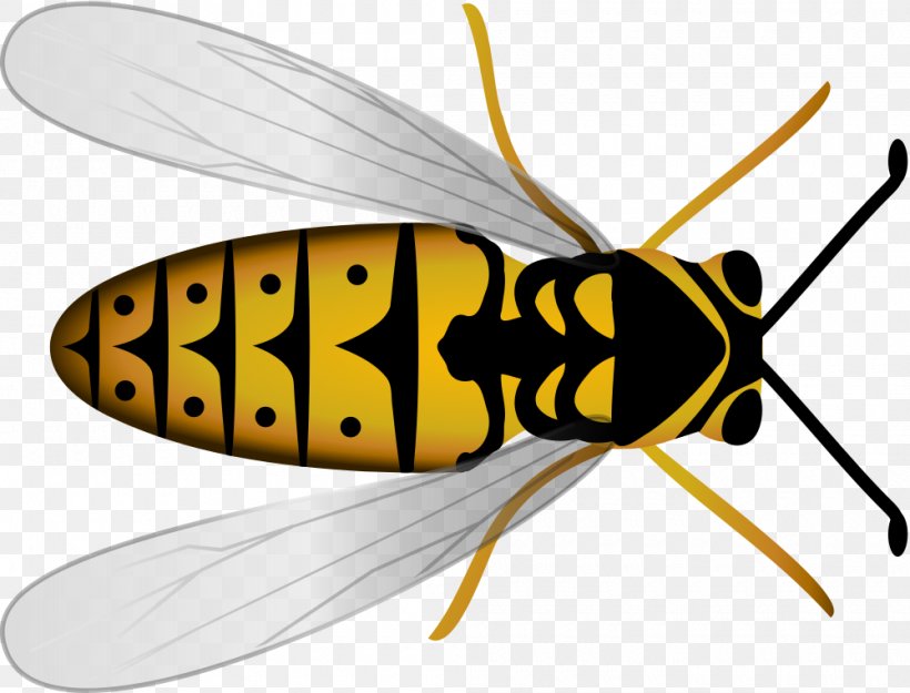 Honey Bee Insect Hornet Beehive, PNG, 1000x763px, Bee, Arthropod, Bee Sting, Beehive, Bumblebee Download Free