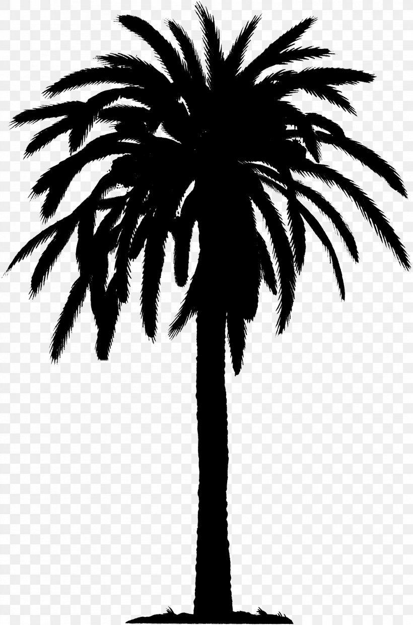 Asian Palmyra Palm Date Palm Palm Trees Silhouette Plant Stem, PNG ...