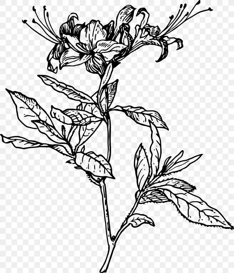 Drawing Azalea Rhododendron Clip Art, PNG, 1643x1920px, Drawing, Art, Artwork, Azalea, Black And White Download Free