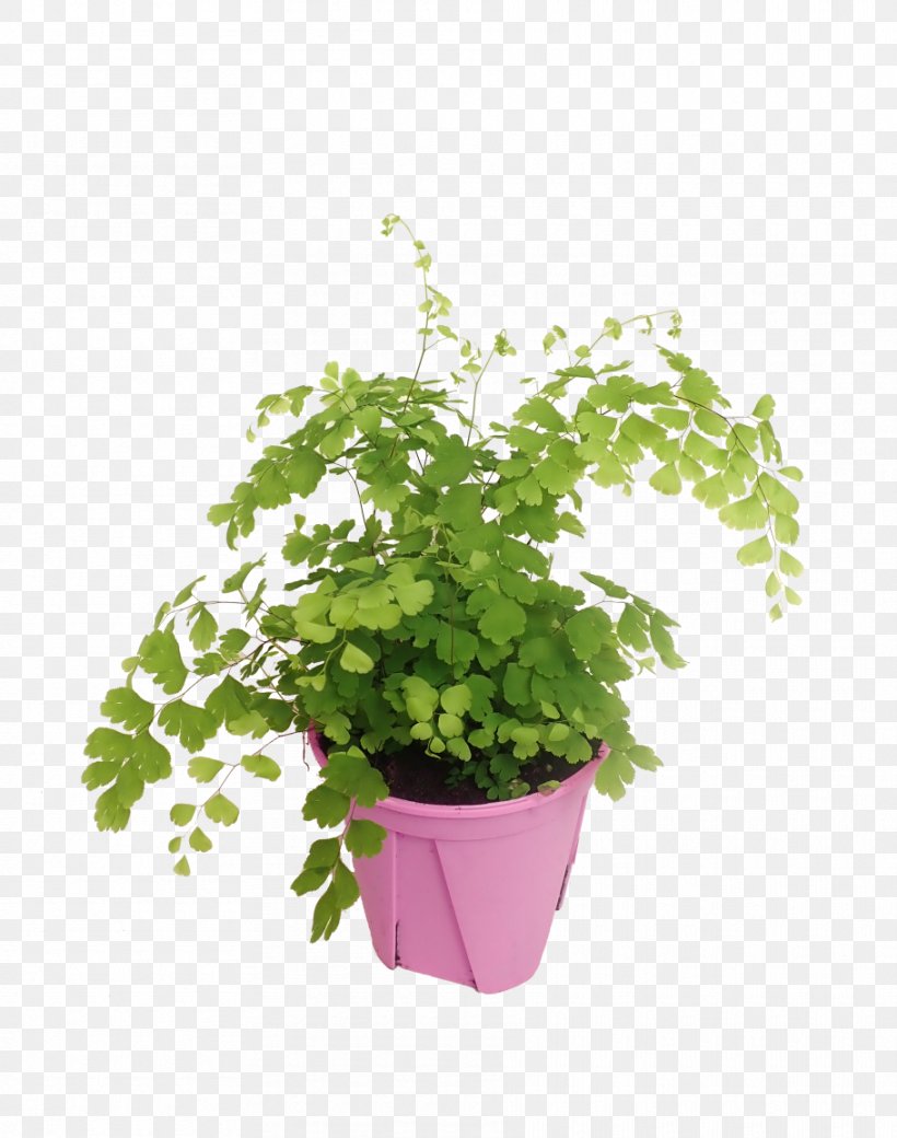 Flowerpot Houseplant Vascular Plant Leaf Fern, PNG, 910x1155px, Flowerpot, Fern, Ferns And Horsetails, Herb, Houseplant Download Free
