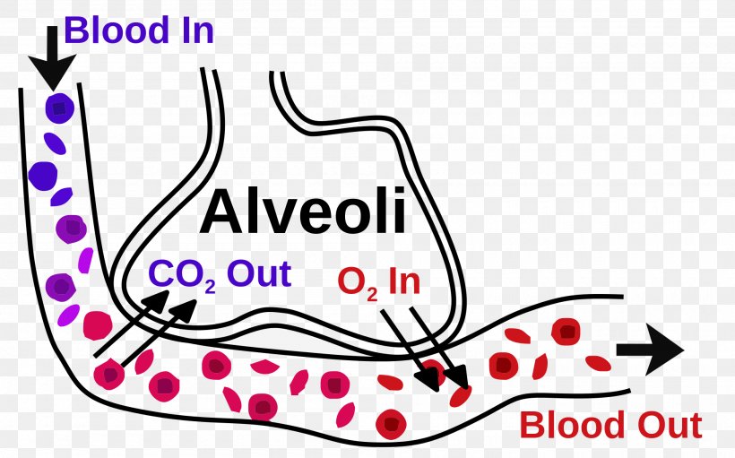 Pulmonary Alveolus Gas Exchange Bronchiole Respiratory System, PNG, 2000x1248px, Pulmonary Alveolus, Alveolar Duct, Anatomy, Area, Blood Download Free