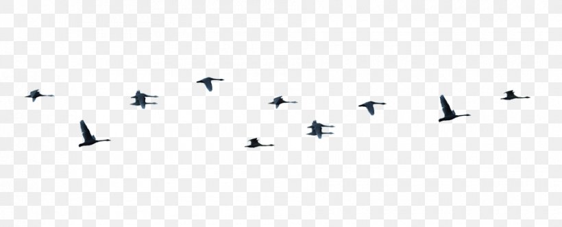 Wing Airplane Bird Migration Font, PNG, 940x380px, Wing, Air Force, Aircraft, Airplane, Animal Migration Download Free
