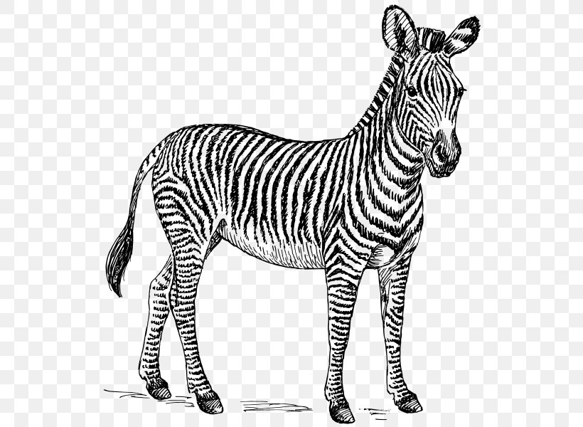 Zebra Black And White Zorse Clip Art, PNG, 542x600px, Zebra, Animal Figure, Black And White, Donkey, Drawing Download Free