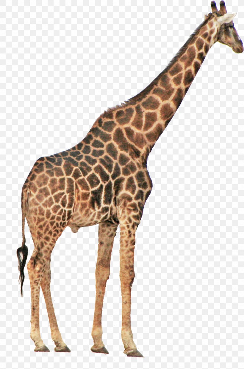 Etosha National Park Northern Giraffe Safari Park Toy, PNG, 1139x1726px, Etosha National Park, Animal, Animal Figure, Child, Fauna Download Free