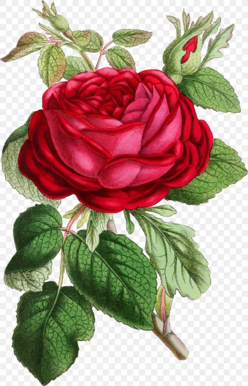 Rosa Gallica Botanical Illustration Flower, PNG, 1410x2194px, Rosa Gallica, Art, Botanical Illustration, Cut Flowers, Drawing Download Free