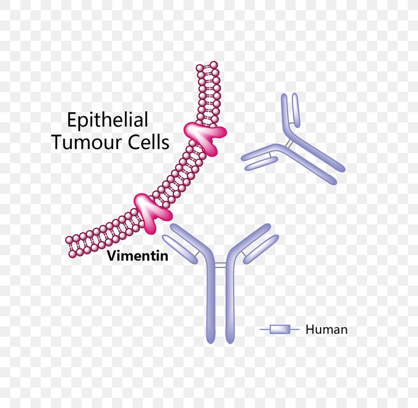 Trastuzumab Emtansine Erenumab Pharmaceutical Drug Vemurafenib, PNG, 800x800px, Trastuzumab Emtansine, Antibody, Body Jewelry, Diagram, Drug Download Free