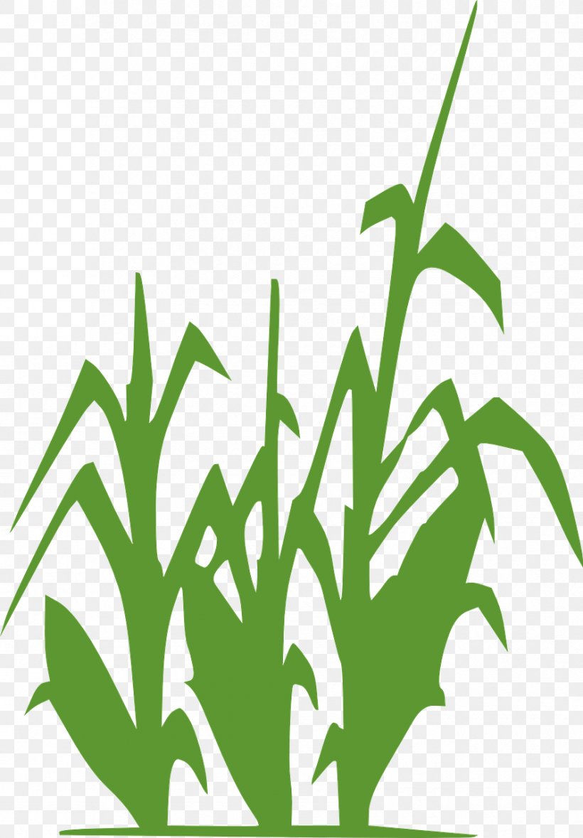 Maize Drawing Clip Art, PNG, 890x1280px, Maize, Drawing, Free Content, Grass, Grass Family Download Free