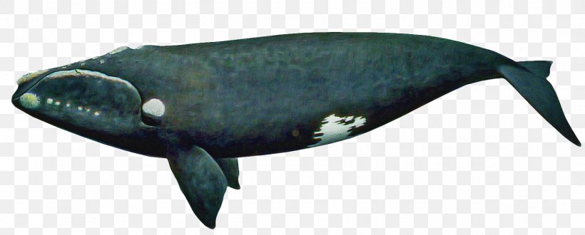 Marine Mammal Fish Cetacea Whale Blue Whale, PNG, 1568x632px, Marine Mammal, Blue Whale, Bowhead, Cetacea, Fin Download Free