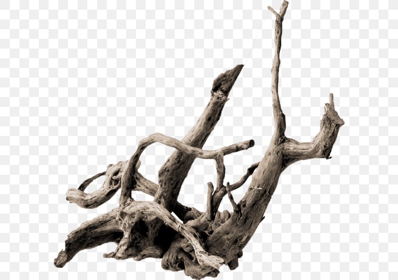 Root Tree Driftwood .de Trunk, PNG, 600x577px, Root, Aquarium, Azalea, Barb, Branch Download Free
