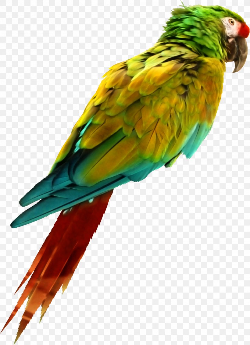 Bird Parrot Perroquet, PNG, 1448x2000px, Bird, Albom, Beak, Common Pet Parakeet, Concepteur Download Free