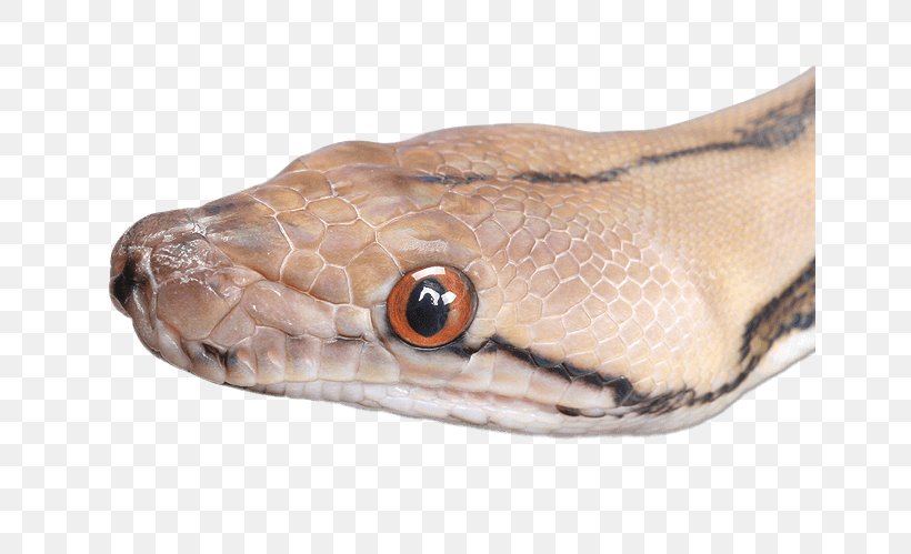 Boa Constrictor Snakebite Angry Anaconda Attack Sim 3D Boomslang, PNG, 648x499px, Boa Constrictor, Animal, Animal Bite, Black Mamba, Boas Download Free